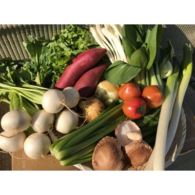 【発送月固定定期便】【下旬発送】『身体が喜ぶ野菜』季節の詰め合わせ(おまかせ10～12品)全10回