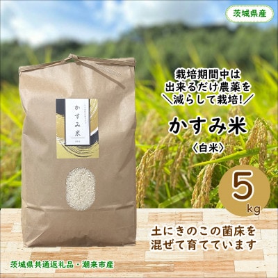 【毎月定期便】栽培期間中出来るだけ農薬を減らしたかすみ米 白米5kg茨城県共通返礼品・潮来産全12回