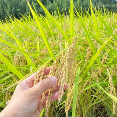 【毎月定期便】栽培期間中出来るだけ農薬を減らしたかすみ米 玄米5kg茨城県共通返礼品・潮来産全12回