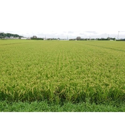 2021年11月発送開始『定期便』【栽培期間中できるだけ農薬を減らした】こしひかり玄米10kg全3回
