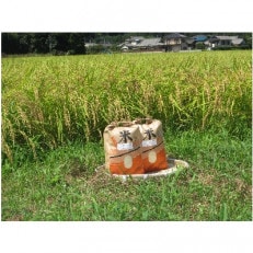令和5年産　コシヒカリ10kg(5kg入×2袋)
