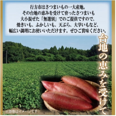令和8年度産　訳あり・無選別　行方台地のさつまいも　紅はるか約7kg　CU-55-7