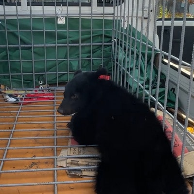 【返礼品なし】クマとの共生を目指して～熊出没防止対策・環境整備へのご支援を～1000円(飯豊町)