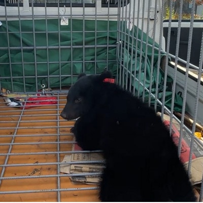 【返礼品なし】クマとの共生を目指して～熊出没防止対策・環境整備へのご支援を～2000円(飯豊町)