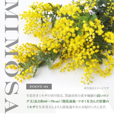 箕面産ミモザ切り花(5本)2月上旬以降発送予定