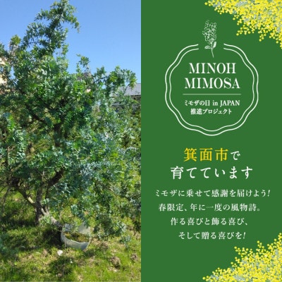 箕面産ミモザ切り花(5本)2月上旬以降発送予定