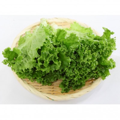 カリウムが気になる方へ!生で食べられます!低カリウム野菜「Dr,ULHA」おすすめ10袋セット