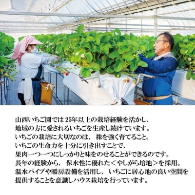 山西いちご園 さちのか 4P