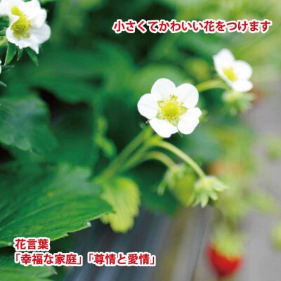 VERY40% マルチ園のいちごアイスクリーム6個
