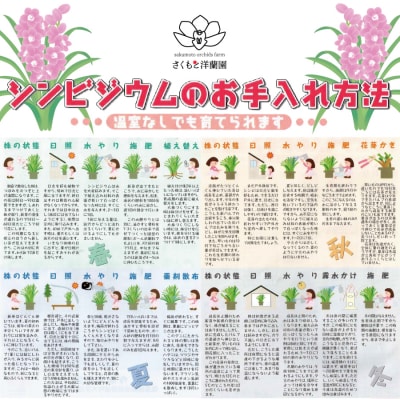 【ピンク】シンビジューム 6号鉢 3～4本立て