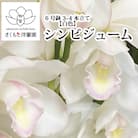 【白】シンビジューム 6号鉢 3～4本立て