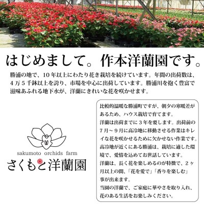 【白】シンビジューム 6号鉢 3～4本立て