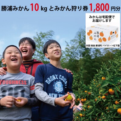 パイロット松下園 勝浦みかん 10kg+みかん狩り券 1800円分