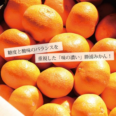 パイロット松下園 勝浦早生みかん SーLサイズ 秀品 10kg