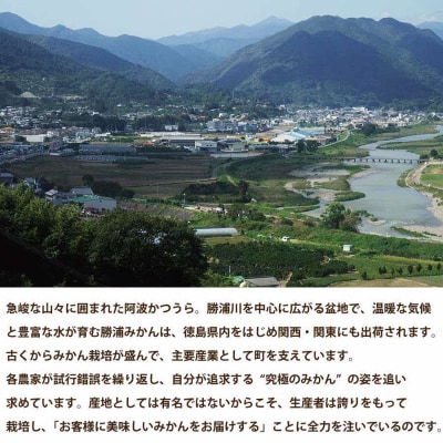 パイロット松下園 勝浦早生みかん SーLサイズ 秀品 10kg