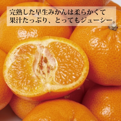 上村農園 訳あり 完熟早生みかん 青秀 SS-LLサイズ 10kg