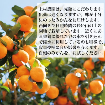 上村農園 訳あり 完熟早生みかん 青秀 SS-LLサイズ 10kg