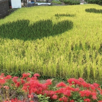 かせやま米 5kg
