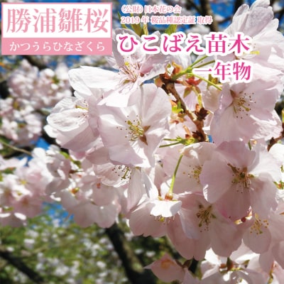 勝浦ひな桜 苗木 1本