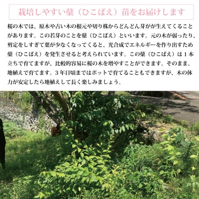 勝浦ひな桜 苗木 1本