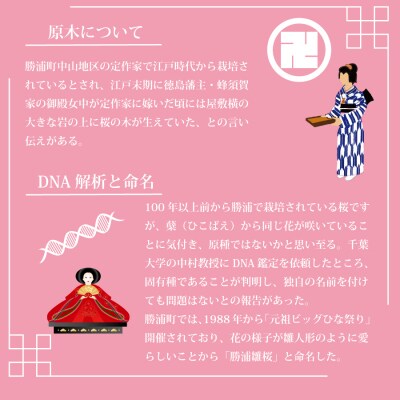 勝浦ひな桜 苗木 1本