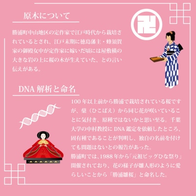 勝浦ひな桜 苗木 1本