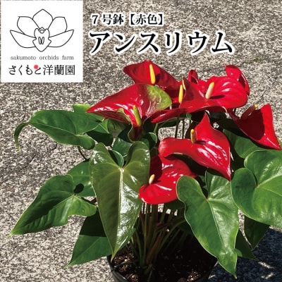 【赤】アンスリウム 7号鉢
