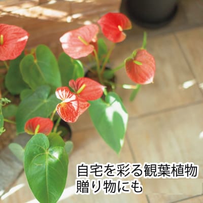 【赤】アンスリウム 7号鉢