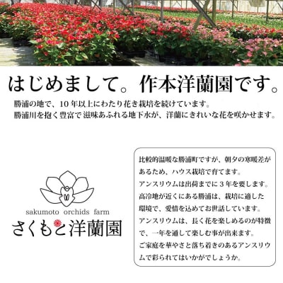 【赤】アンスリウム 7号鉢