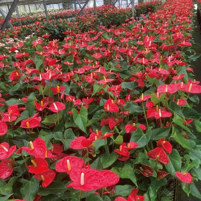 【ピンク】アンスリウム 7号鉢