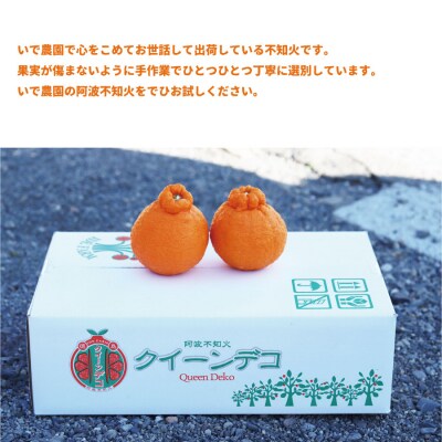 井出農園 訳あり 阿波不知火 サイズ混合 4.5kg