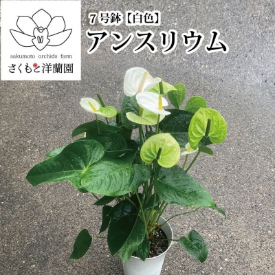 【白】アンスリウム 7号鉢