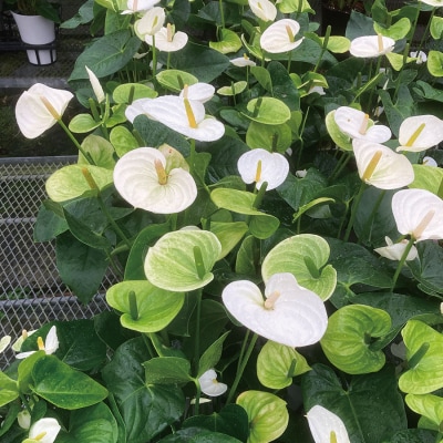 【白】アンスリウム 7号鉢