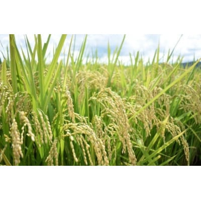 BG無洗米コシヒカリ　5kg