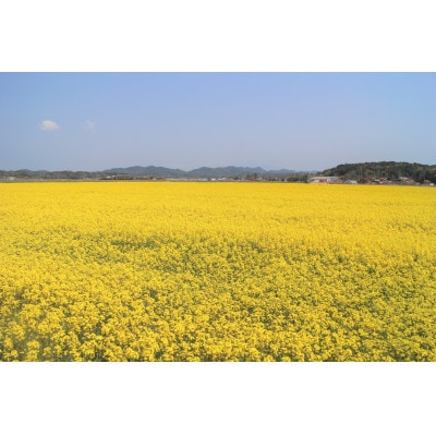 のきの郷産菜種100% なたね油3本セット