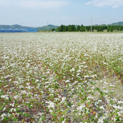 安来産そば茶 詰め合わせ　150g×2袋