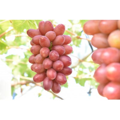 【2022年8月発送・先行受付】島根県オリジナルぶどう 神紅1.2kg