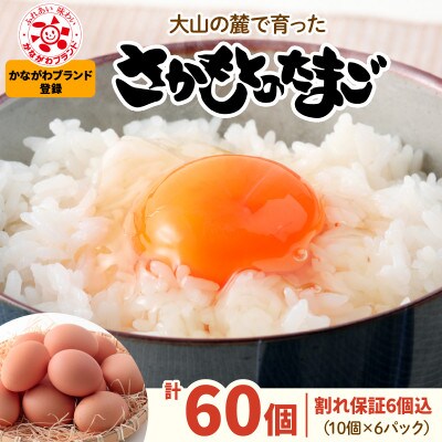 大山の麓で育ったさかもとのたまご 計60個(54個+割れ保証6個/10個×6パック)