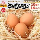 「ご来店お持ち帰り用券」合計140個分 大山の麓で育ったさかもとのたまご  (10個×14パック)