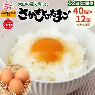 【毎月定期便】合計480個 大山の麓で育ったさかもとのたまご (10個×4パック)全12回