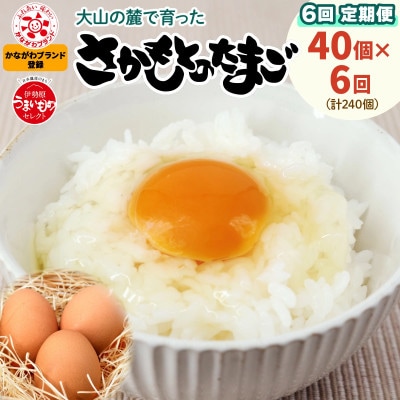 【2週間毎定期便】合計240個 大山の麓で育ったさかもとのたまご (10個×4パック)全6回
