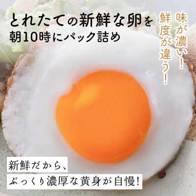 【毎月定期便】合計240個 大山の麓で育ったさかもとのたまご (10個×4パック)全6回
