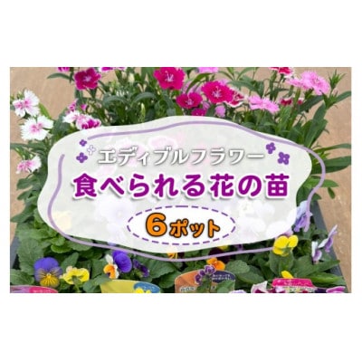 農家直送!加藤さんちのエディブルフラワー 6ポット|鉢植え 観賞用 食用 トッピング