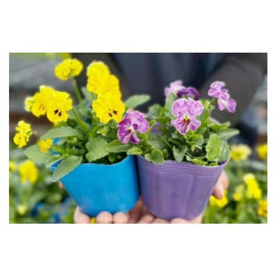 農家直送!加藤さんちのエディブルフラワー 6ポット|鉢植え 観賞用 食用 トッピング