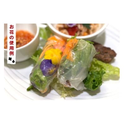 農家直送!加藤さんちのエディブルフラワー 6ポット|鉢植え 観賞用 食用 トッピング