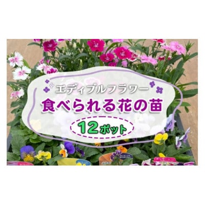 農家直送!加藤さんちのエディブルフラワー 12ポット鉢植え 観賞用 食用 トッピング