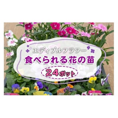 農家直送!加藤さんちのエディブルフラワー 24ポット鉢植え 観賞用 食用 トッピング