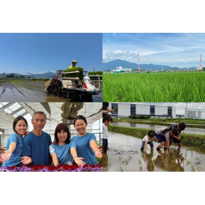 【毎月定期便】合計60kg 精米 はるみ 10kg 加藤さんちのうんめぇ米全6回