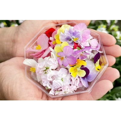 【毎月定期便】加藤さんちのエディブルフラワー5パック (1パックあたり季節のお花15～30輪)全6回