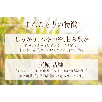 【発送月固定定期便】11月中旬から出荷予定　合計15kg 精米 てんこもり5kg全3回